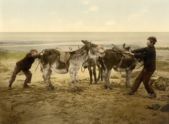 Donkeys on Beach (c.1890 - 1900)